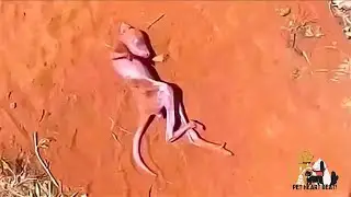 Boy Finds Newborn Kangaroo Abandoned on Hill &ndash; Heartwarming Rescue Story