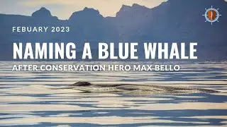 Relaxing Blue Whale Breaths | Max Bello | Whale Guardians&trade;