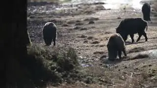 Poznat izvor afričke svinjske kuge u Nemetinu