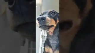 Cute Miniature Pinscher dog Mini Pin barking Kali #minipinscher #minipin #kali #barking #cute #dog