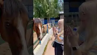сколько всего в Starlight Resort Hotel 5* и Sunrise Resort Hotel 5* (Турция)