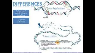 Comparison of similarities and differences between DNA replication and transcription.