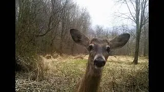 Deer inspect trail camera