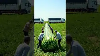 USA Farmers Growing Snake Watermelon in the Field 🍉😲 #shortsfeed #farm #farmer #farming #grow