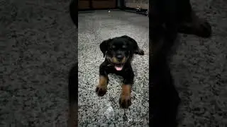 #love @my pet ,#Brozoo#shorts #trending