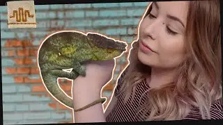 PetTuber ЭММА СЭМПСОН и ее НЕОБЫЧНАЯ коллекция рептилий