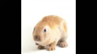 earless rabbit