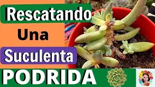 Cómo rescatar una suculenta podrida.