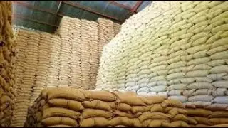Buy our maize first before duty free imports#shorts #ytshorts #kenyanews