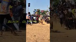 🤯🥵 #jalikattu #bull #bullfarm #cattle #trending #cow #trendingshorts #farmanimals #horse #ipl #bull