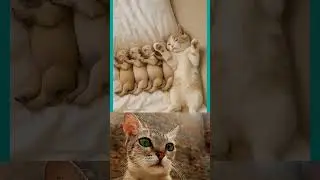 AI Puppies & Cat vs Real Cat Reaction | Viral Animal Split Screen Short 2025