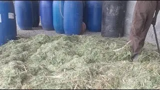 Mary Ikigu is live making super napier Silage for our pigs, sheep and cows