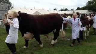 The Grand Parade of Livestock - Three Counties Show
