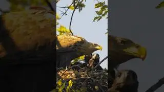 Protective Eagle Mom & Chicks ❤️