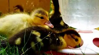Cute Ducklings eggs hatching & Grow Up Fast - Enjoying Each Other's Company Baby duck sounds