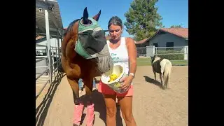Equine Assisted Therapy-horse feelings activity intro