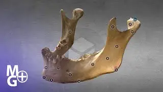 MANDIBULA 3D- Tutorial de Anatomie