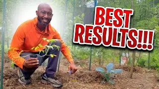 You're Planting Tomatoes WRONG--- Do This Instead! #tomato #growingtomatoes
