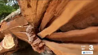 Homeowners in Newport News assess damage from storm