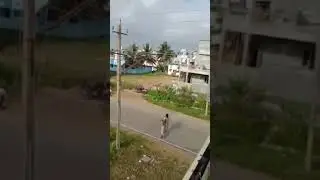 Tiger enters village, #shorts #reels #viral #youtube #leopard #tiger #tigershroff #lion #funny