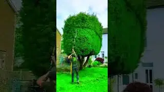 Satisfying Gardening Work 🤩🍀 #garden  #gardening  #satisfying  #cleaning  #hedges  #viral  #asmr