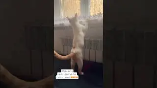 Выглядывает #cat #cute #catlover #kitten #kucingcomel #comel #cat веселыекоты #прикольныекоты