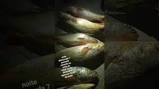 pescadas amarela hoje as 10 45 danoite 24 de dezembro de 2025