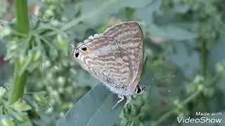 Lycaenidae Butterfly.