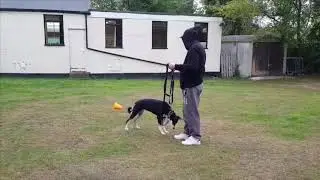 POPPY THE STREET DOG - HUMAN AGGRESSION GONE !
