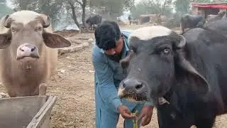 watch piure nili ki jhotiyan for sale 28-12-2025 in punjab pakistan on YouTube 