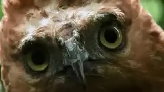 Javan Hawk-Eagle