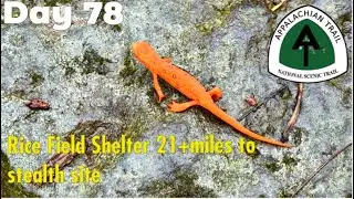 Rice Field Shelter to Stealth Site 666.1 - Appalachian Trail 2024