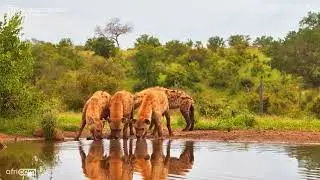 Hyena Clan Visits Kings Camp Waterhole
