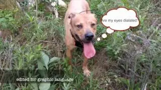 City Dogs find Hog on a hike