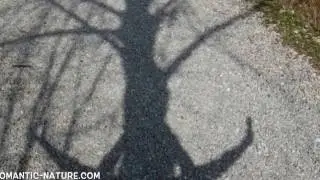 Tree dance