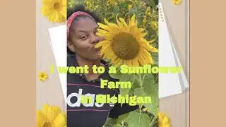 I Went To a Sunflower Farm in Michigan (Manchester Blooms) #sunflowerfarms #Ayurvedic #Sunflowers