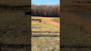Master Water Blind - Scoter #dogtraining #gundogtraining #retriever #pitbosswaterfowl
