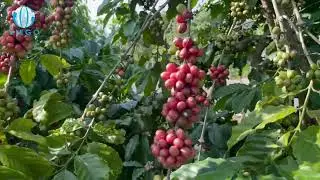Upcoming Vietnam Coffee Harvest in 2023 - 2024 - Viego Global - Vietnam Coffee Exporter