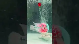 Flowerhorn  fish 🌹❤️#flowerhorn#fishtank#fish#songs #viral #arowana
