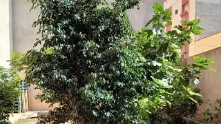 منزل للبيع في الناظور غسي فيها 300 متر ثمن 74 مليون للمزيد 0600156239🎁