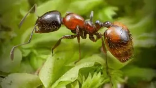 ザ・アンツ（TheAnts）の特級孵化で青品質特化アリのオーストラリアクロヒアリ（Monomorium Kiliani）が孵化する瞬間！！当特化アリ保有済みの為、自動的に対応特化アリ残骸に変換。