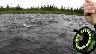 Atlantic Salmon Taking Nautilus NV-G 7/8 Into Backing