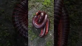 Look at the mites on giant millipedes' body