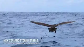 Approx 80+ New Zealand Storm Petrels at The Petrel Station - 31 Jan 2022 - Tutukaka, New Zealand