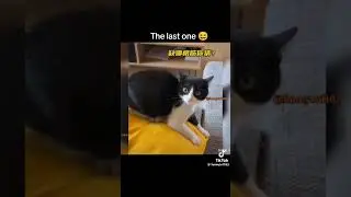 #FunnyVideos #LaughsGalore #ComedyClips #LOLmoments #HumorHub #GiggleFlicks #HahaHighlights #Jokes