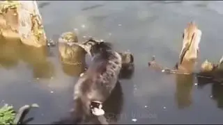 Laat zien hoe slimme katten vis vangen