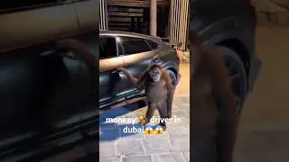 Monkey 🐒 driver in dubai 😂😂😂#monkey #dubai #uber #music #yt