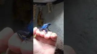 Pet Poison Dart Frog🐸#poisondartfrog #poisondartfrogs #dartfrog #frog #frogs #amphibians #pets #fyp