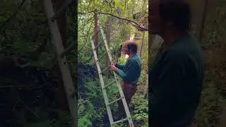 Not Cutting Down a Tree with Mole Man