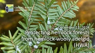 Protecting hemlock forests from hemlock woolly adelgid (HWA)